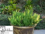 Asparagus Densiflorus 'Myers'